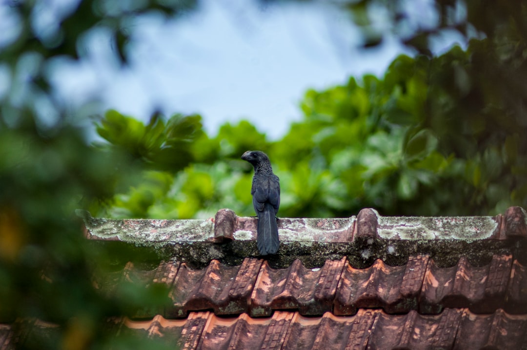 How Roof Soft Wash Cleaning Protects Your Roof